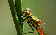 Large Red Damsel (Pyrrhosoma nymphula)